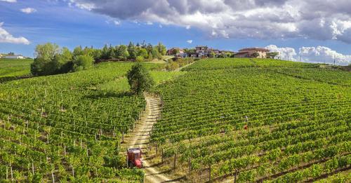 Il Moscato d'Asti, il dolce vino aromatico del Piemonte